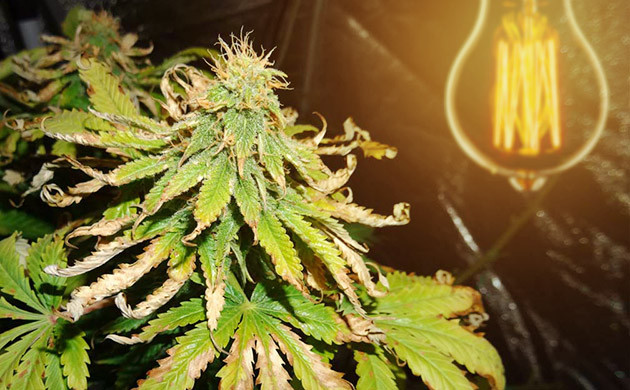 Световой стресс или недостаточно влажный воздух Засыхание листьев на макушке куста