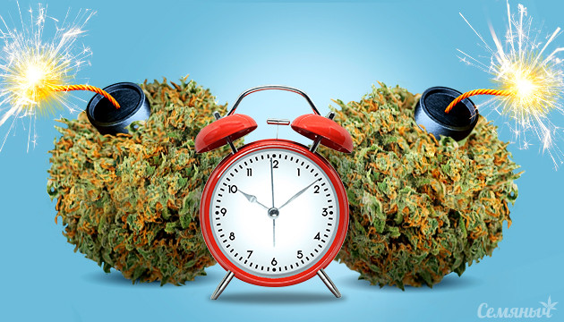 Автоцветы с высоким ТГК Автоцветущие убойные сорта конопли