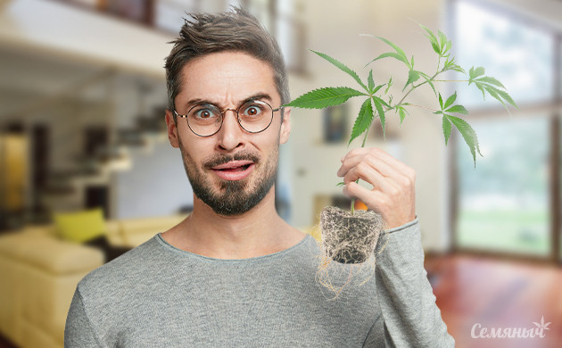 Советы новичкам Советы для выращивани конопли в индоре
