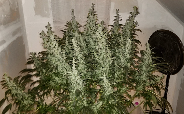 Марихуана Lemon AK auto fem в самодельном гроуруме Шишки конопли Lemon AK auto fem