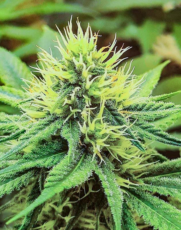 Признаки позднего цветения и созревания каннабиса Формирование и уплотнение шишек на поздней стадии