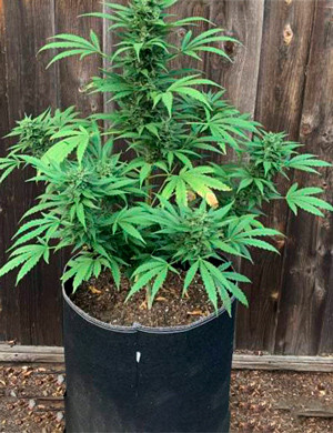 Цветение на 11 неделе Куст Bruce Banner Auto