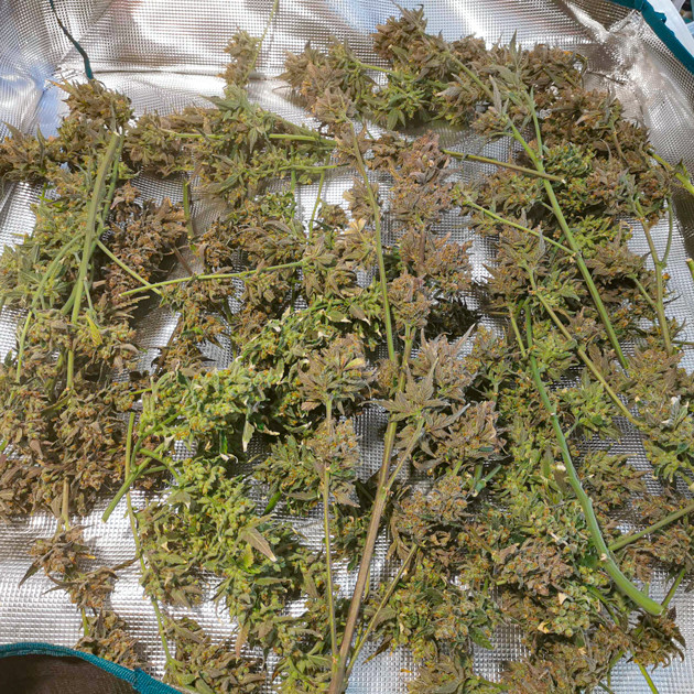 Полученный урожай Zkittlez Auto Срезанные шишки Zkittlez Auto