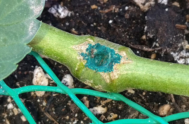 Уход за каннабисом после обрезки Обработанное место топпинга на стебле каннабиса