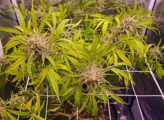 Появление плесени на марихуане Выращивание сорта Cap Junky на 12 неделе
