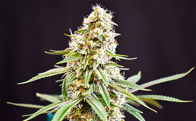 Запах сладких, фруктовых и пряных нот Куст Jealousy Kush от Seedkeepers на 15 неделе