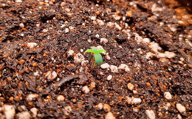 Проращивание семян конопли Johnny Cage Auto Пророст семян сорта Johnny Cage Auto