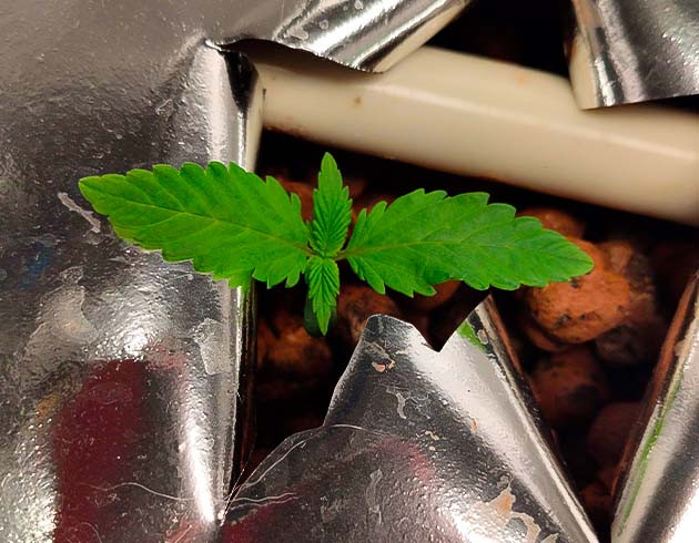 1 неделя выращивания сорта Strawberry Amnesia Росток сорта Strawberry Amnesia