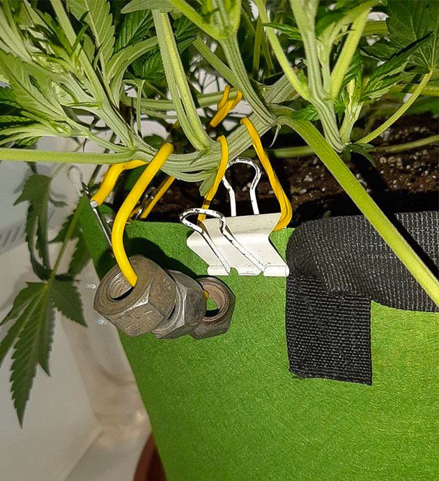 Полив и удобрение Critical Orange Punch Auto Добавление доломитовой муки