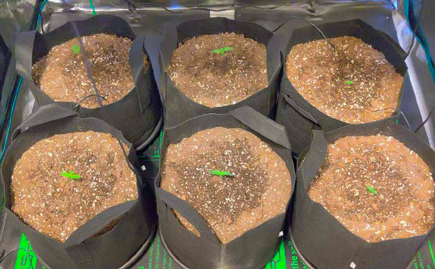 Гроурепорт Afghan Kush Ryder Auto от WOS Настройка расстояния до ламп для куста Afghan Kush Ryder Auto