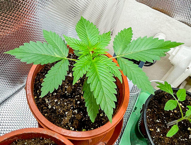 Растение Bruce Banner #3 Выращивание конопли Bruce Banner #3