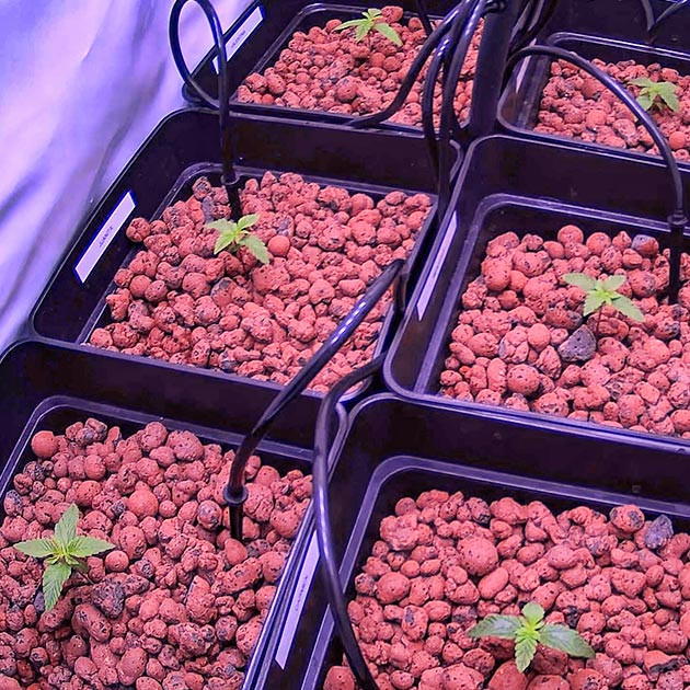 Пересадка саженцев в гидропонную установку Ростки Bruce Banner #3 на 2 неделе