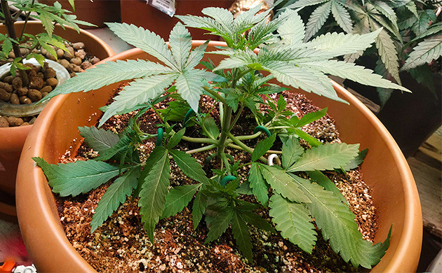 Применение LST на третьей неделе Растягивание нижних ветвей методом LST