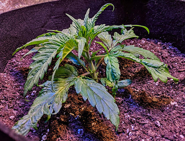 Укрепление и развитие Jack Herer Конопля Jack Herer на третьей неделе роста