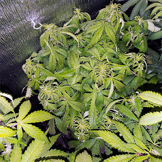 Задержка стадии цветения Шестая неделя выращивания