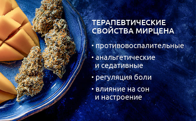 Терапевтический потенциал мирцена Терапевтические свойства мирцена
