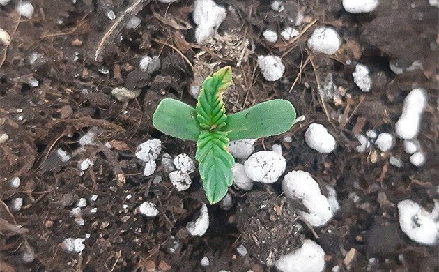 Замена раствора «Вуду» и аэрация Аэрация субстрата для Bruce Banner Auto