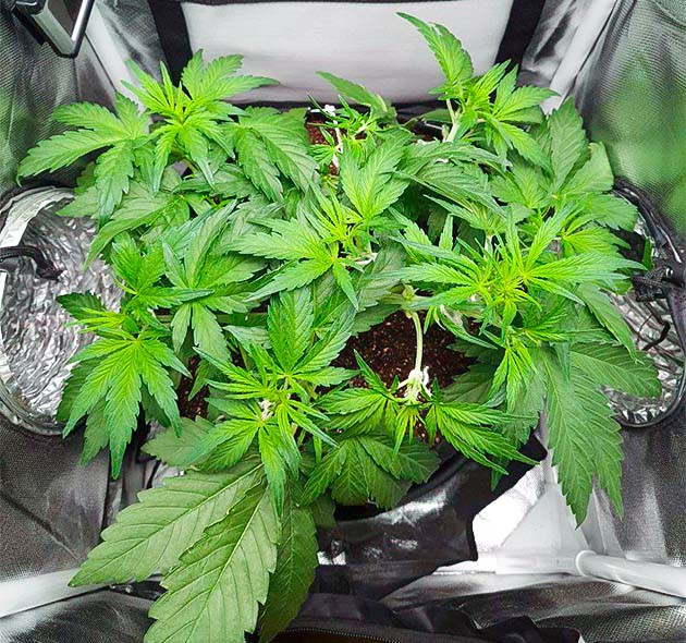 выращивание сорта конопли Auto Cinderella Jack Дефицит азота при выращивании Auto Cinderella Jack