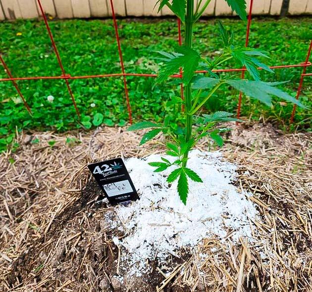 Борьба с вредителями и уход за почвой GG4 Sherbet FF получает подкормку компостным чаем