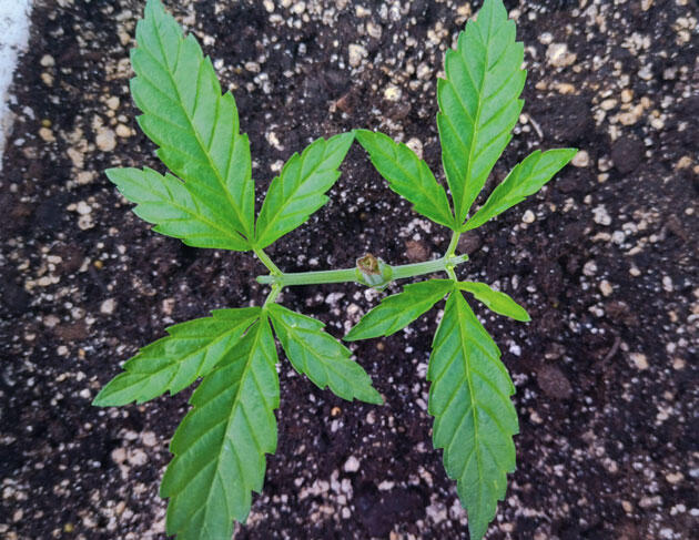 Второй топпинг конопли 4 неделя роста марихуаны