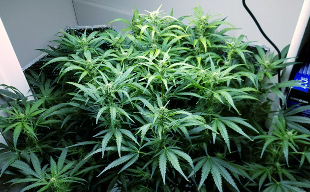 Куст конопли Lemon AK auto fem в период цветения Цветение Lemon AK auto fem