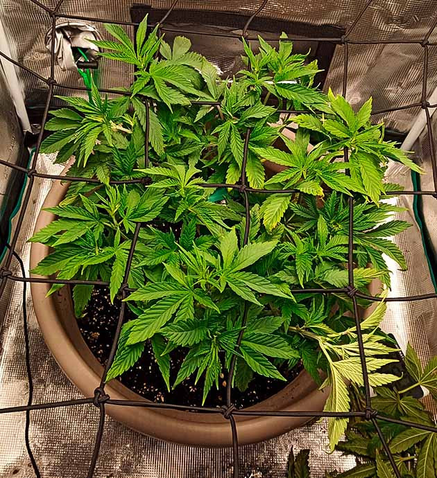 Борьба с кислотностью у Bruce Banner #3 Неожиданный поворот в регулировании pH