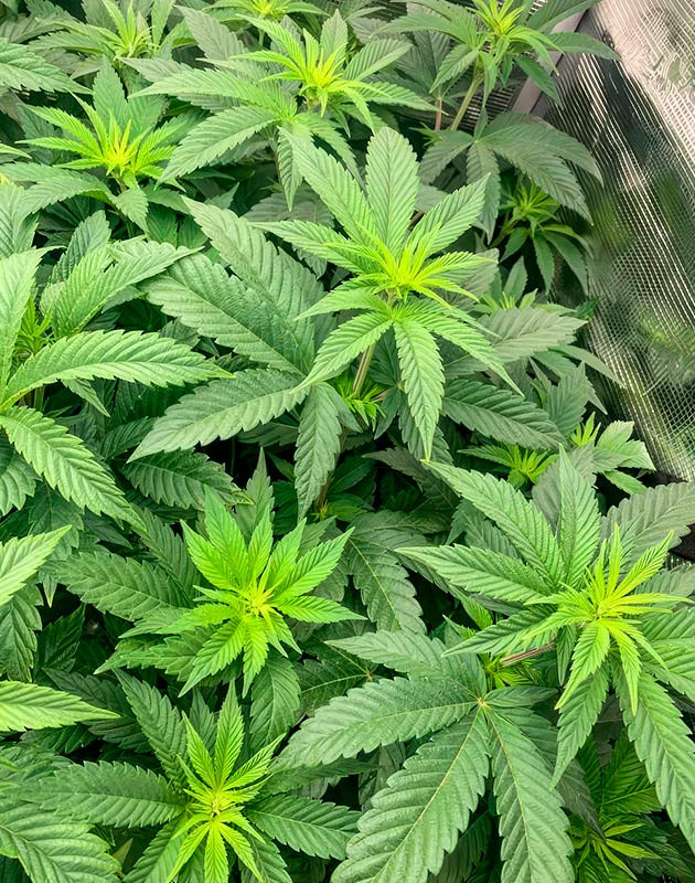 Нехватка кальция у марихуаны Конопля на 5 неделе роста
