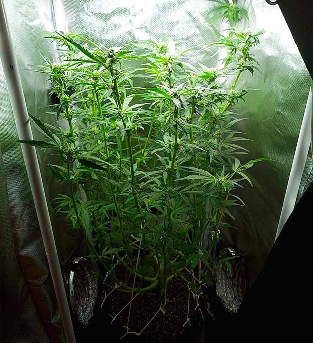 Признаки переизбытка освещения конопли Перевод на цветение куста Auto Cinderella Jack