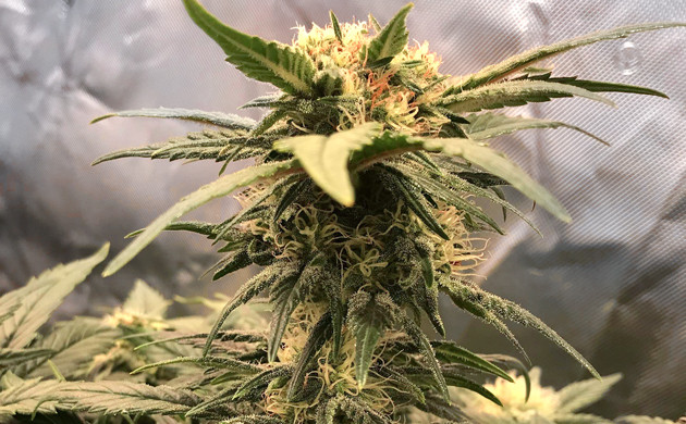 Процесс цветения каннабиса Цветение конопли