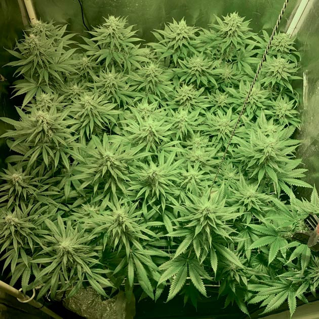 Fullgas на 9 неделе выращивания Пятая неделя цветения каннабиса