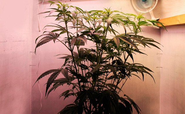 Восьмая неделя развития куста Тонкие сверху и широкие снизу листья на кусте