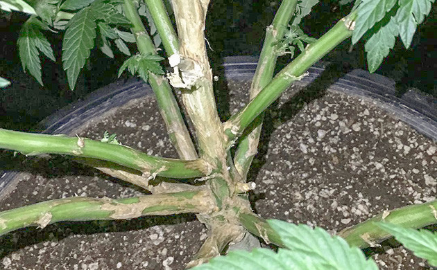 Подробнее о грибковом фузариозе Род почвенных грибов Fusarium