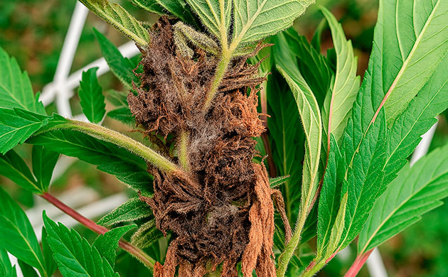 Ключевые факторы развития грибковых заболеваний Грибковые инфекции