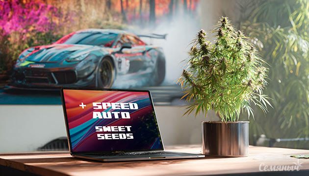 Гроурепорт сорта Speed Auto от Sweet Seeds