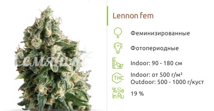 Сорт конопли Lennon Lennon fem от Pyramid Seeds