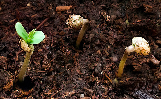Проблемы рассады: что может пойти не так? Распространенные проблемы при выращивании рассады