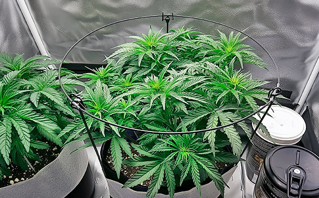 Поддержка с помощью пластиковых или металлических каркасов Продвинутая система опор и сеток