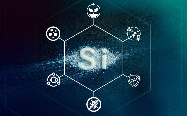 Использование кремния при выращивании конопли в почве и на гидропонике Преимущества кремния при выращивании марихуаны