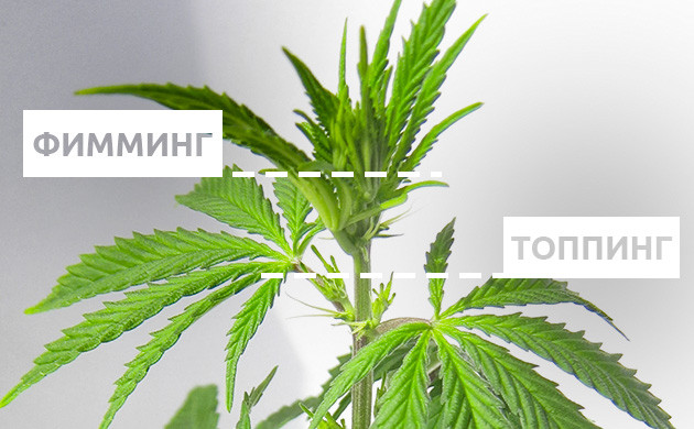 Как делать фимминг конопли Как делать FIMming конопли