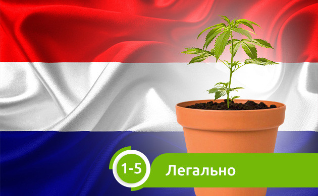 Легализация марихуаны в Голландии Легальное выращивание 1-5 кустов