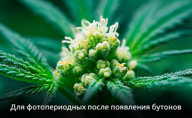 Питание фотопериодных сортов Переход фотопериодных сортов к цветению