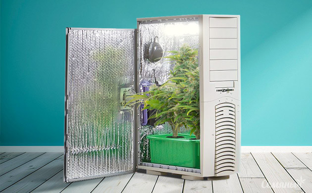 Выращивание конопли в системном блоке Каннабис растущий в системном блоке