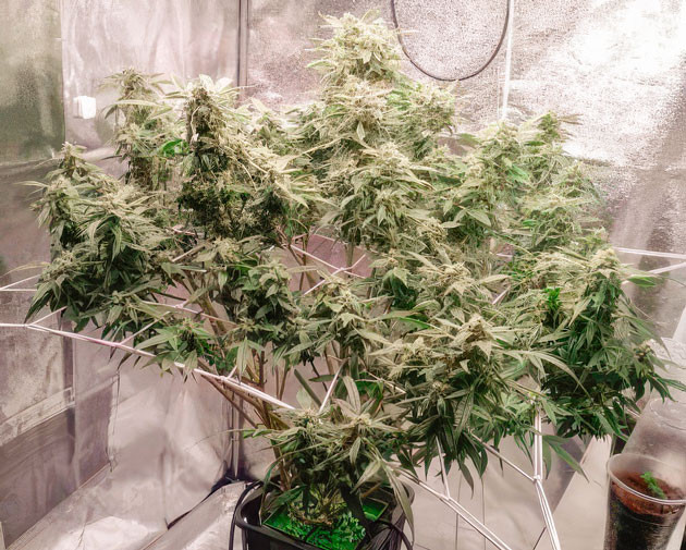 Появление янтарных трихом Куст Auto Orange Bud от Dutch Passion на 12 неделе