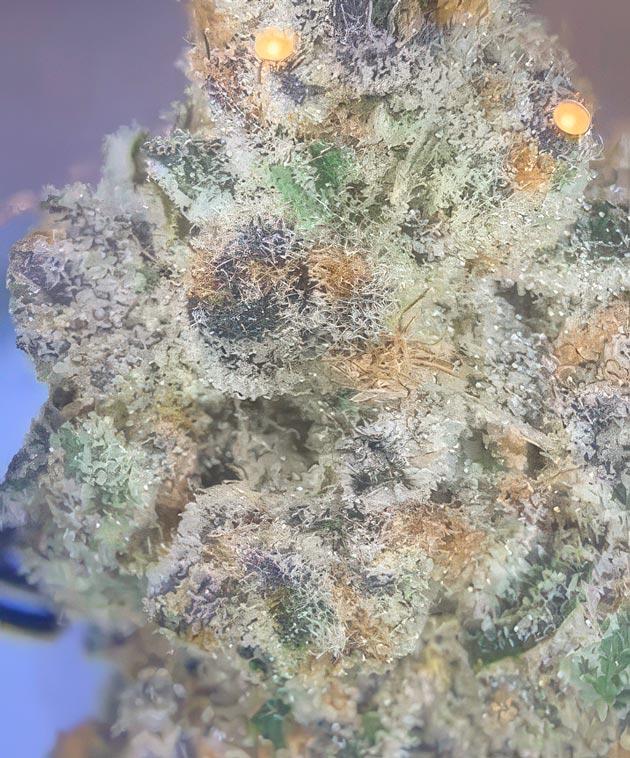 Общие впечатления от грова сорта Super Boof Созревшая шишка сорта Super Boof