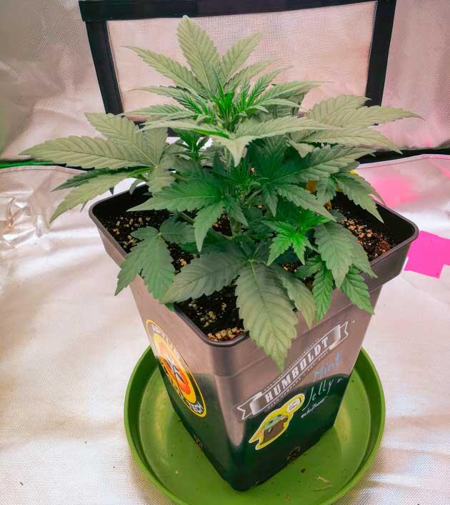 Ускоренный рост и подготовка к предцвету на третьей неделе Конопля ростом 17 см