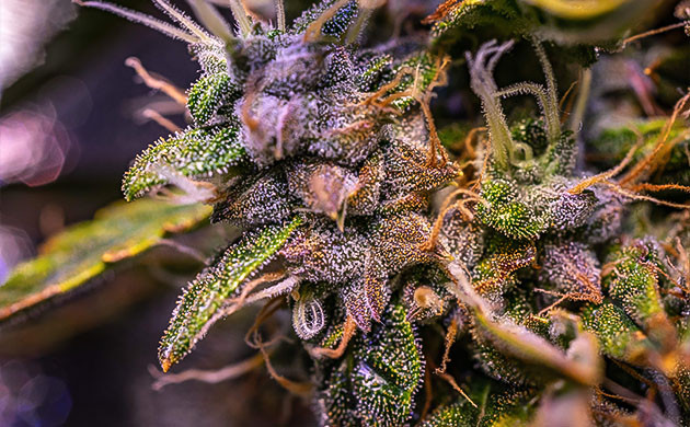 Куст Wedding Cheesecake Auto на 10 неделе выращивания Куст на 10 неделе выращивания