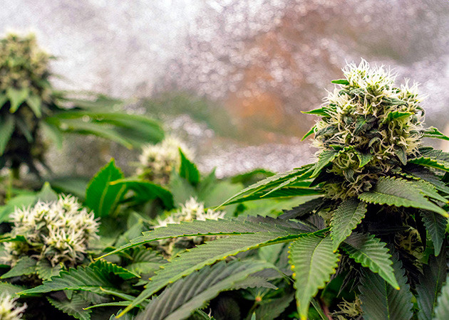 Появление трихом на соцветиях Соцветия Dark Phoenix с белыми волосками