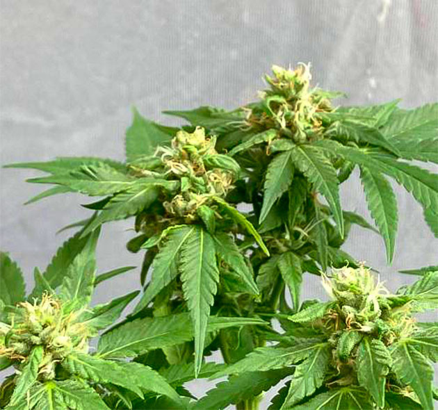 Каннабис на 11 неделе выращивания Финальная стадия цветения конопли