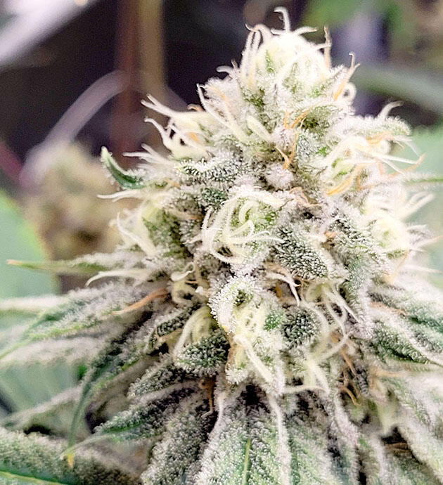 Активная выработка смолы у марихуаны Верхушка каннабиса с плотным слоем смолы и трихом