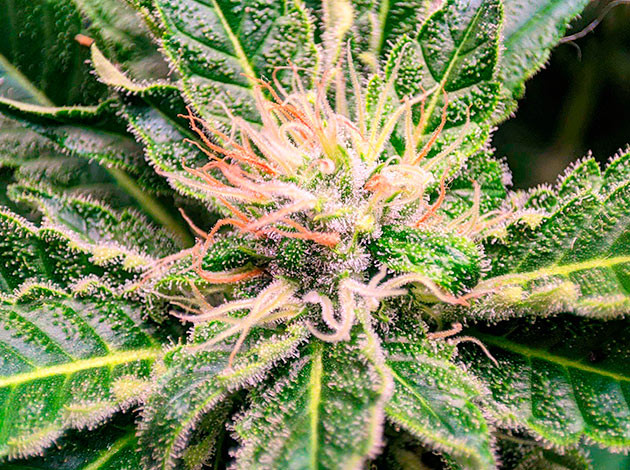 Трихомы куста Sensi Star Куст Sensi Star с сахарными листьями